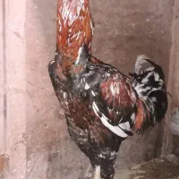 خروس چیل ۸ ماهه|حیوانات مزرعه|رشت, حومه رشت|دیوار
