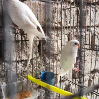 مرغ عشق البینو