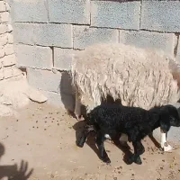 میش|حیوانات مزرعه|زیرکوه, |دیوار