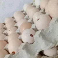 فروش تخم مرغ محلی ترک دار و شکسته