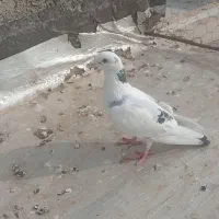 کبوتر  فروشی غریب گیری قیمت مقطوع