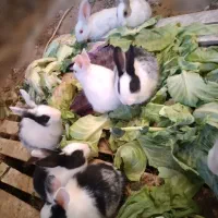 خرگوش۳ماهه|موش و خرگوش|یزد, |دیوار