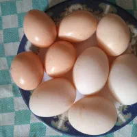 تخم مرغ و اردک نطفه دار|حیوانات مزرعه|ساری, |دیوار