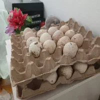 تخم‌بوقلمون‌نطفه‌دار
