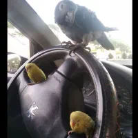 کاسکو دم شکلاتی|پرنده|یزد, |دیوار