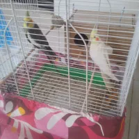 یک جفت عروس هلندی