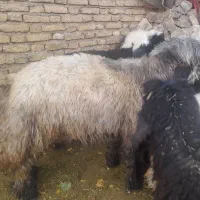 بره قوچی اصیل .|حیوانات مزرعه|بلداجی, |دیوار