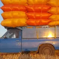 با سلام کاه دیمی گندم نرم تمیز|عمدهفروشی|شهریار, شهرک شاهد|دیوار