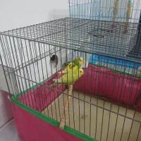 عروس هلندی ومرغ عشق