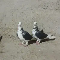 کبوتر