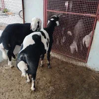 سلام، گوسفند ۲ عدد قوچ توقلی