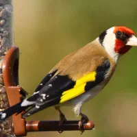 قفس سهره و قناری ‌و مینا