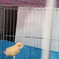 قناری|پرنده|محمدشهر, جعفرآباد|دیوار