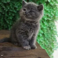 بریتیش نر  سفید کرم طوسی