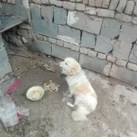 دوتاپاکوتاه نروماده