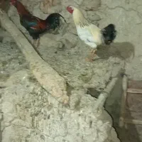 خروس لاری