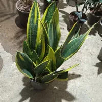 گل وگیاه طبیعی|گل و گیاه طبیعی|رشت, پل تالشان|دیوار