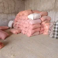 کاه گندم