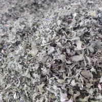 سرگل زعفران .تره.گندم.گردو.کارده|عمده‌فروشی|پاتاوه, |دیوار