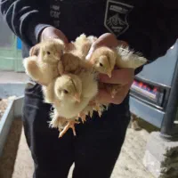 فروش جوجه برهما، سلطان، کوشین، مرندی،