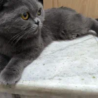 گربه اسکاتیش فولد ماده