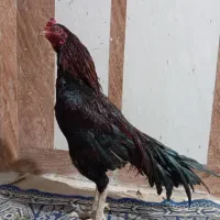 یه خروس بفروش میرس|حیوانات مزرعه|سراوان, |دیوار