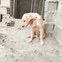 واگذاری گلدن واگذاری|سگ|قرچک, پویینک|دیوار