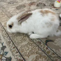 خرگوش دورگه لوپ