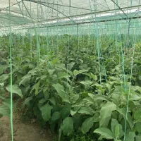 ۳ هزار متر گلخونه اماده