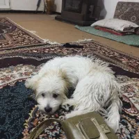 خریدوفروش سگ