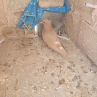 زرد کاکلی نر|پرنده|سبزوار, شهرک ابوذر|دیوار