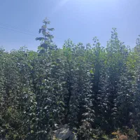 بزرگتـرین مجموع تخصص انواع نهـال