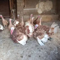 بوقلمون 5 ماهه|حیوانات مزرعه|بوکان, |دیوار