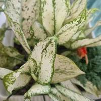 پرستار کودک