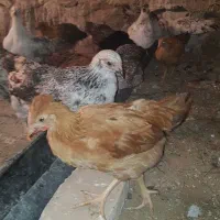 جوجه ۶۰روزه گلپایگانی درجه یک