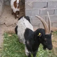 بز ماده دو قلو زا و بزغاله|حیوانات مزرعه|مشهد, سیس‌آباد|دیوار