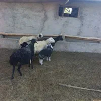 میش زاییده