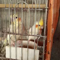 طوطی آمازون پیشونی آبی کلامدار|پرنده|ایزدشهر, |دیوار