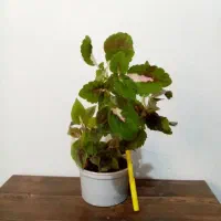 حراج|حراج|یاسوج, |دیوار