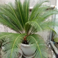 سیکاس بسیار زیبا