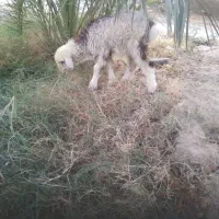 بره ماده|حیوانات مزرعه|شبانکاره, |دیوار