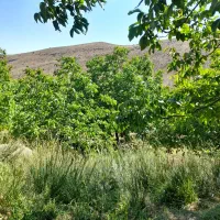 باغ-گردو