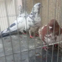 کبوتر