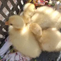 جوجه قوغاز سالم یک ماهه معاوضه با مرغ تخمی