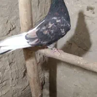 سلام کبوترسرور|پرنده|نهاوند, |دیوار