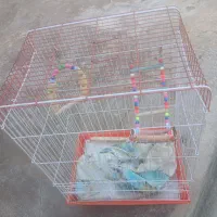 قفس بزرگ|لوازم جانبی حیوانات|دشتابی, |دیوار