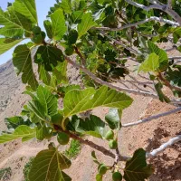 اجاره درخت انجیر استهبان