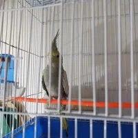 عروس هلندی نر