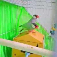 جفت نر ماده نرگس