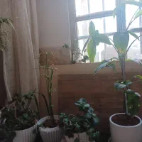 گل خرکوشی قاشقی نخل مرداب